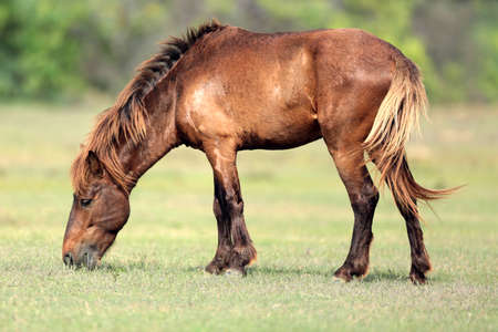 A single brown horse grazing on the grassy field の写真素材