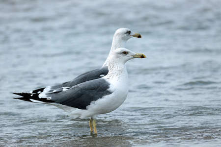 Pair of seagull standing in the water and looking aroundの写真素材