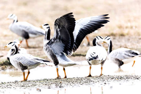 bar headed goose near the riverの写真素材