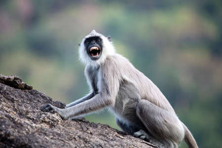 langur monkey shouting on a rockの写真素材