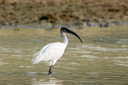 A White ibis Walking in the river sideの写真素材