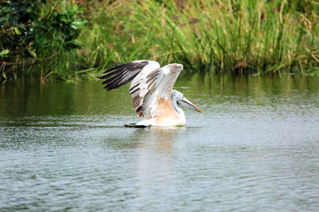 pelican bird swimming in the water and ready to flyの写真素材