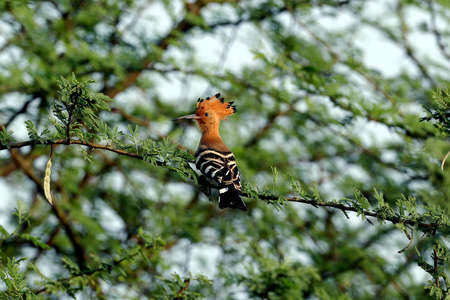 hoopoe bird sittingon on  a branch and lookingの写真素材