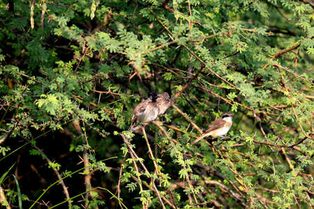 Baby Red- whiskered Bulbul sitting in the branch of a tree の写真素材