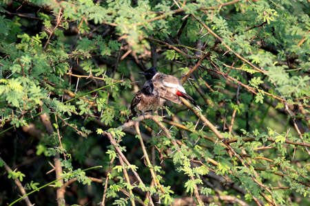 Red-whiskered Bulbul Sitting in the branch of a treeの写真素材