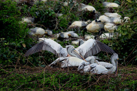 Group of  pelican birds sitting in the tree and taking restの写真素材
