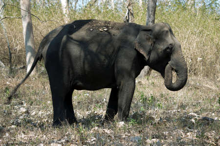 An elephant is standing in the forest lonley の写真素材