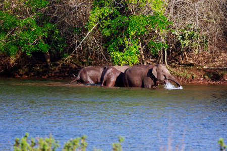 Group of elephats are happily bathing in a river の写真素材