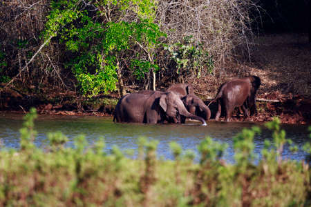 Group of elephants  are bathing in the riverの写真素材