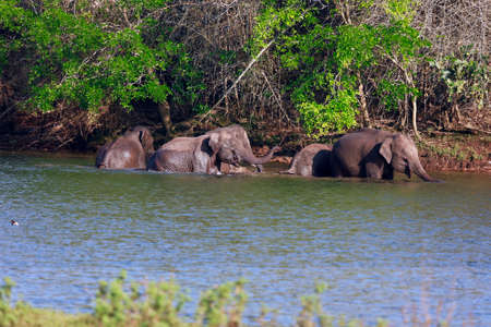 Group of elephants  are bathing in the riverの写真素材
