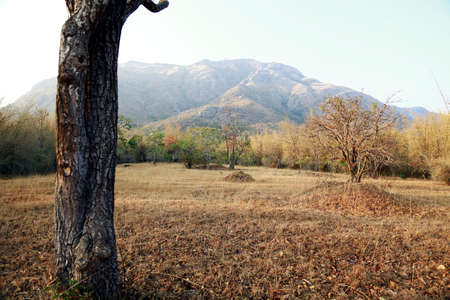 Trees under the mountainsの写真素材