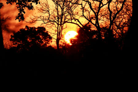 Shadow of tree silhouette through sunriseの写真素材