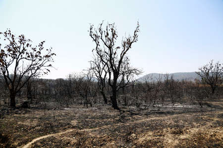 Dead forest after a fire has passed through の写真素材