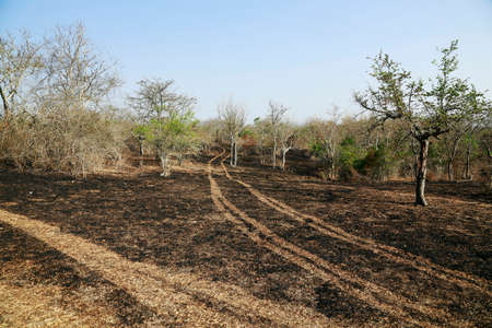forest after a fire has passed through の写真素材