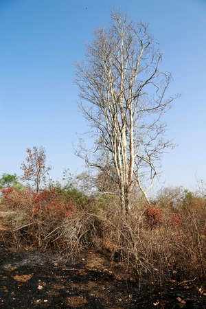 Forest after fire with burned treesの写真素材