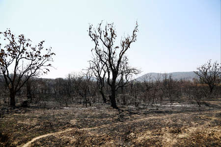 Dead forest after a fire has passed through の写真素材