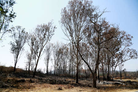 Dead forest after a fire has passed through の写真素材