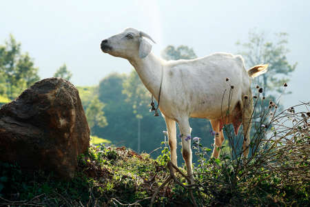 white colour goat looking somewhere elseの写真素材