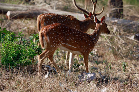 Couple of spotted deers walking in the forest の写真素材