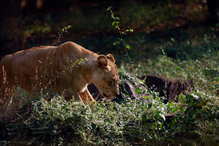 A beautiful walking female lionの写真素材