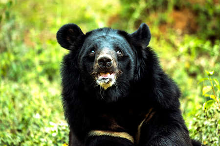 Himalayan Bear in an Indian Zoo looking somewhere else, の写真素材