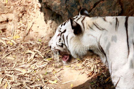 white tiger walking in the wild and roaringの写真素材