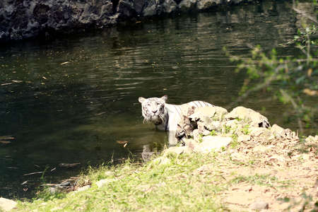 A Beautiful white tiger standing in the water and watchingの写真素材