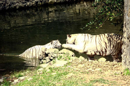 pair of white tigers standing in the water