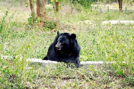Himalayan Bear in an Indian Zoo sitting on a stoneの写真素材