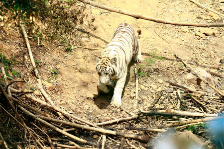 A Beautiful white tiger walking in the forestの写真素材