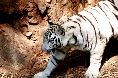 Rare  white tiger walking in the wildの写真素材