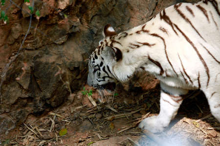 Beautiful white tiger walking in the wildの写真素材