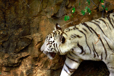 Beautiful white tiger walking in the wildの写真素材