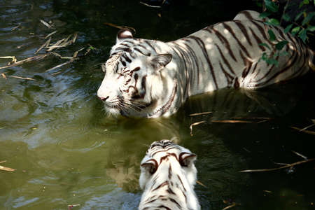pair of white tigers standing in the waterの写真素材