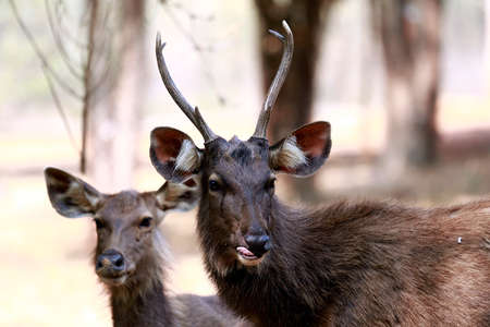 pair of  sambar deers looking very calmの写真素材