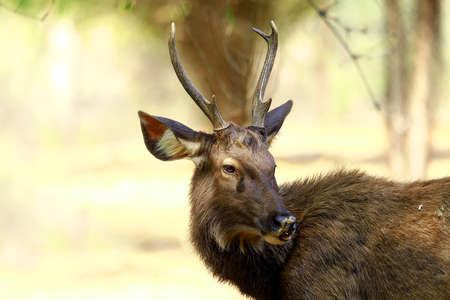 A Young sambar deer looking very calmの写真素材