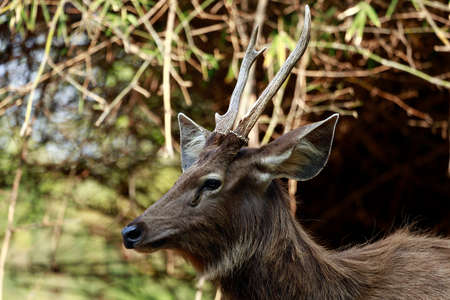 A Young sambar deer looking very calmの写真素材