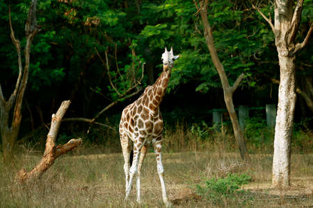 young Giraffe standing in the zoo and looking の写真素材