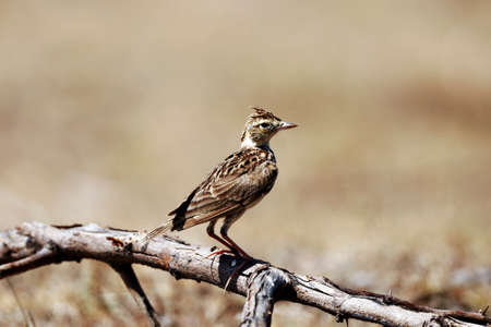 An isolated skylark bird is sitting on a branch and lookingの写真素材