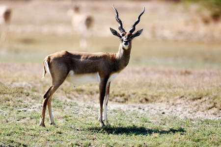 An isolated beautiful  Blackbuck is watching somethingの写真素材
