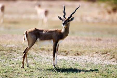 An isolated beautiful  Blackbuck is watching somethingの写真素材