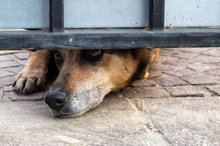 head of a dog popping up under the gateの写真素材