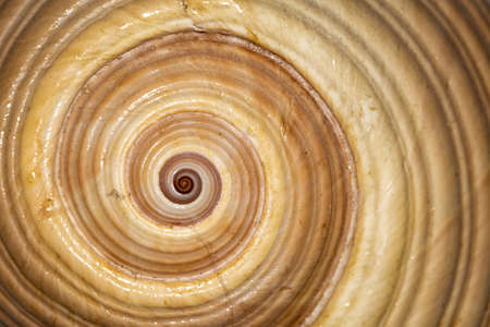 background with typical spiral of a mollusk.