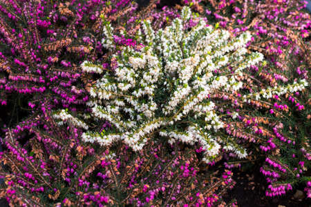 purple and white heather plant shot from above.の写真素材