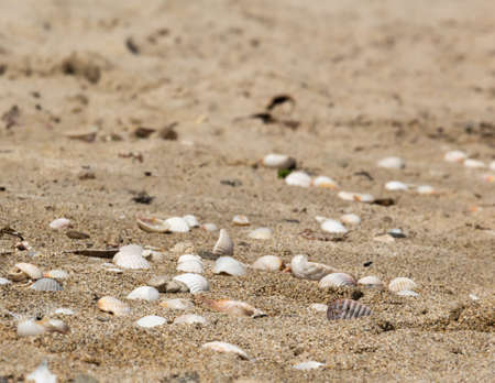 beautiful sand texture background with more stone and shells on it.の写真素材