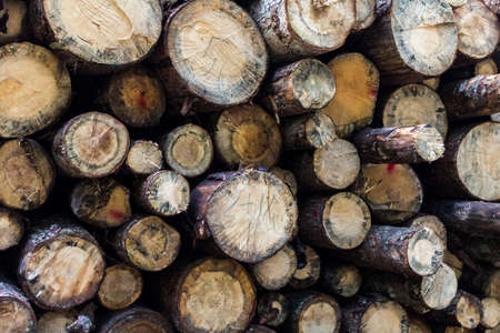dry wood stacked in a pile for the winter.