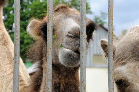 Camel peeks out from behind a rusty lattice in a zooの写真素材