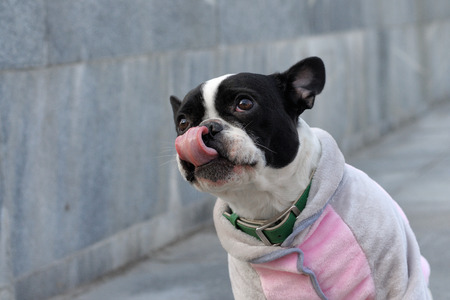 French bulldog licks his nose with his tongue. It's cold outside and he's wearing a jacket.の写真素材