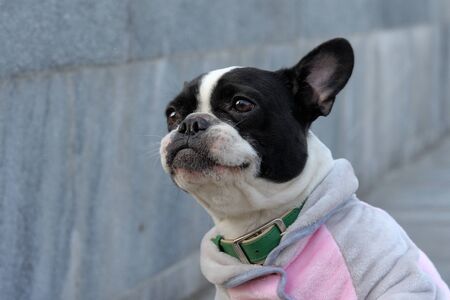 Close-up portrait of a French bulldog. It's cold outside and he's wearing a jacket.の写真素材