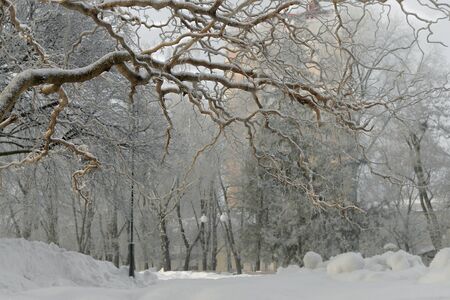 Winter Park early in the morning in the cityの写真素材
